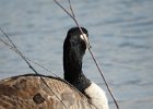 Cackling Goose (45)