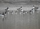 Cackling Goose1 (10)