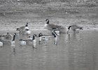 Cackling Goose1 (11)