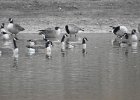 Cackling Goose1 (12)