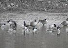 Cackling Goose1 (13)