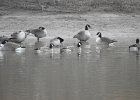 Cackling Goose1 (14)