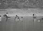 Cackling Goose1 (15)
