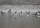 Cackling Goose1 (16)