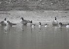 Cackling Goose1 (17)