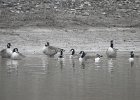 Cackling Goose1 (18)