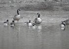 Cackling Goose1 (2)