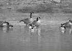 Cackling Goose1 (3)