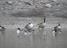 Cackling Goose1 (4)