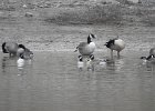 Cackling Goose1 (5)