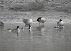 Cackling Goose1 (6)