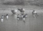 Cackling Goose1 (9)