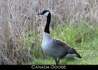 001 - 15 Canada Goose