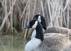 Canada Goose (1)