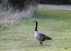 Canada Goose (16)