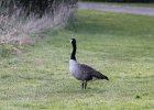 Canada Goose (17)