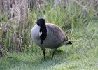 Canada Goose (18)