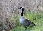 Canada Goose (19)