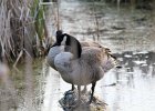 Canada Goose (20)