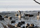 Swan Goose (12)