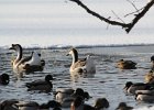 Swan Goose (14)