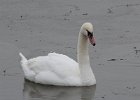 101Mute Swan