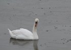 Mute Swan (10)