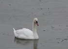 Mute Swan (11)