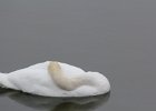 Mute Swan (12)