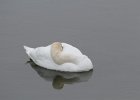 Mute Swan (13)