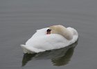 Mute Swan (14)