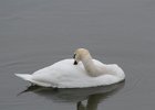 Mute Swan (15)