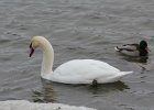 Mute Swan (16)