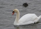 Mute Swan (17)