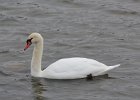 Mute Swan (18)