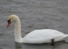 Mute Swan (19)