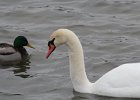 Mute Swan (20)