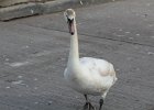 Mute Swan (21)