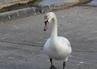 Mute Swan (23)