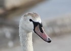 Mute Swan (24)