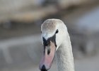 Mute Swan (25)