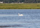 Mute Swan (28)