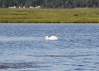 Mute Swan (29)