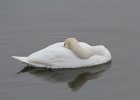 Mute Swan (6)