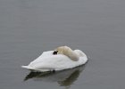 Mute Swan (7)