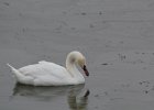 Mute Swan (8)