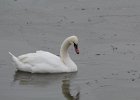 Mute Swan (9)