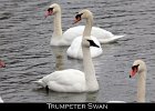 001 - 17 Trumpeter Swan