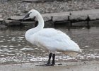 102Trumpeter Swan
