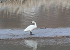 Trumpeter Swan (10)